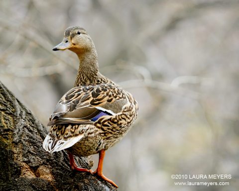 Mallard Duck on Tree
