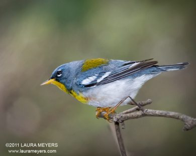 Northern Parula