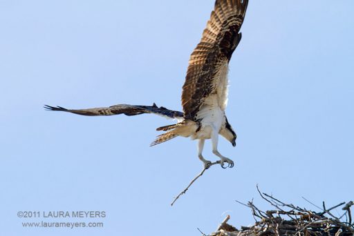 Osprey in flight