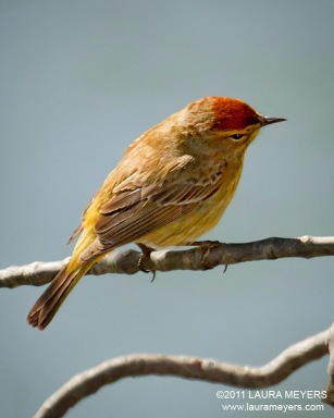 Palm Warbler