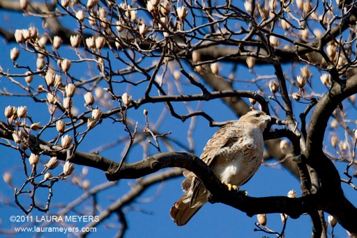 Red-tailed Hawk