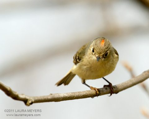 Ruby-crowned Kinglet