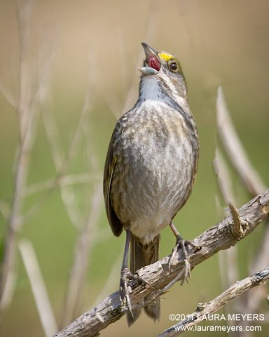 Seaside Sparrow singing