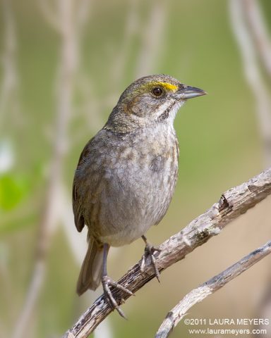 Seaside Sparrow