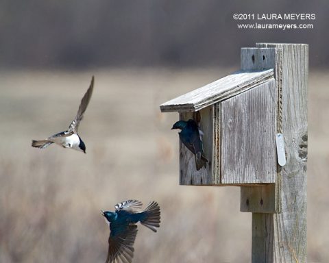 Tree Swallows