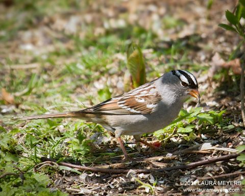 White-crowned Sparrow
