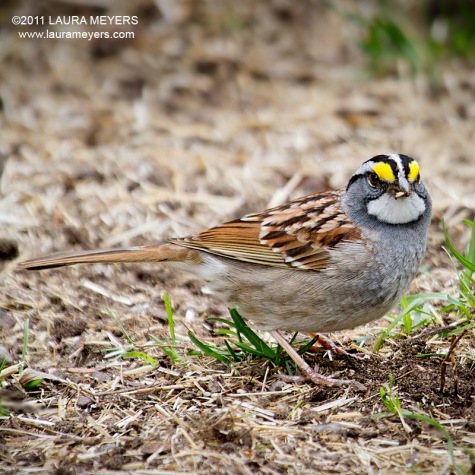 White-throated Sparrow