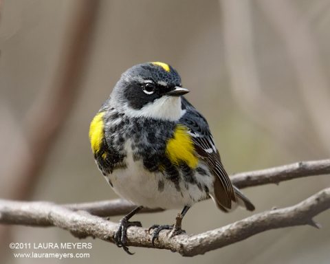 Yellow-rumped Warbler