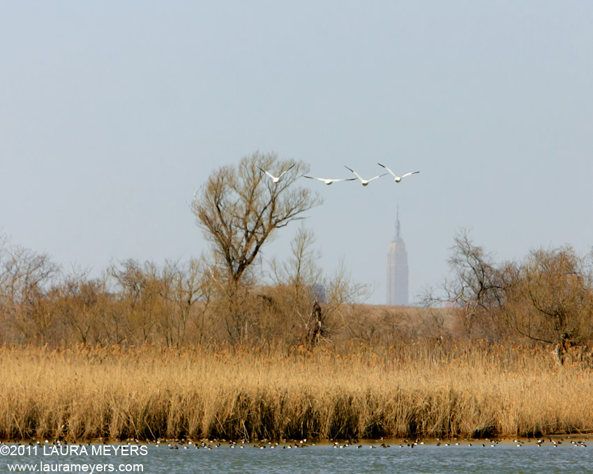 Snow Geese in flight with Empire State Building