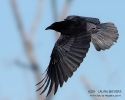 American Crow