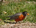 American Robin with worm