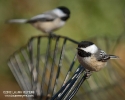 Black-capped Chickadees