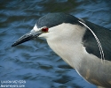Black-crowned Night-heron