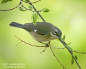 Black-thoated Blue Warbler Female