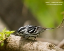 Black-and-white Warbler