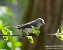 Blue-gray Gnatcatcher