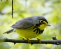 Canada Warbler