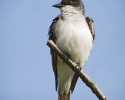 Eastern Kingbird