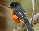 Eastern Towhee