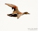 Gadwall in flight