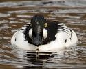 Common Goldeneye