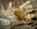 Hermit Thrush