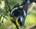 Magnolia Warbler
