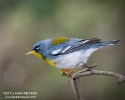 Northern Parula
