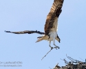 Osprey in flight