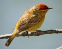 Palm Warbler