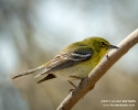 Pine Warbler