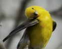 prothonotary_warbler_8158_wingout