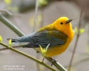 prothonotary_warbler_nybg_8132