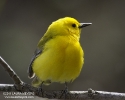 prothonotary_warbler_nybg_8138