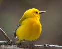 prothonotary_warbler_nybg_onbranch_8138