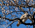 Red-tailed Hawk