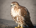 red_tailed_hawk_nybg_9826