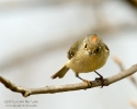 Ruby-crowned Kinglet