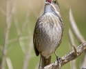 Seaside Sparrow singing