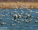 Snow Geese in flight