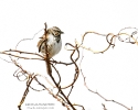 Song Sparrow on vine