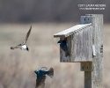 Tree Swallows