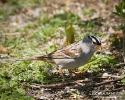 White-crowned Sparrow