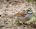 White-throated Sparrow
