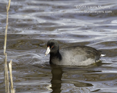 American Coot