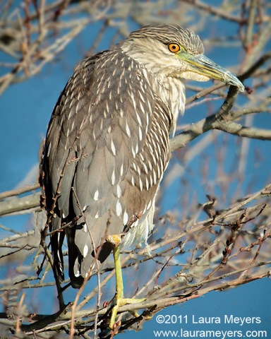 Black-crowned Night-Heron