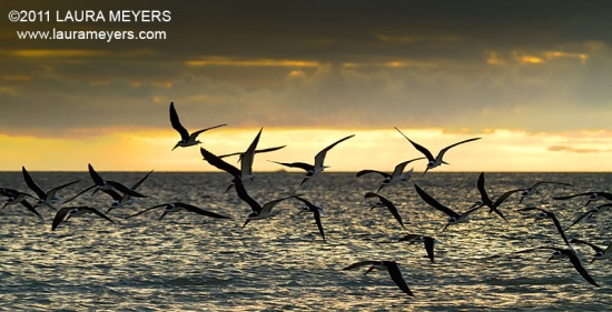Black Skimmers in flight