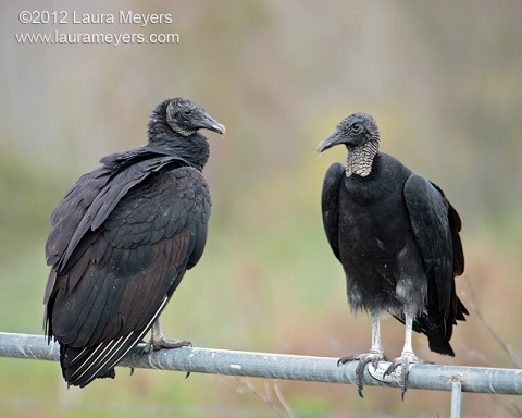Black Vultures