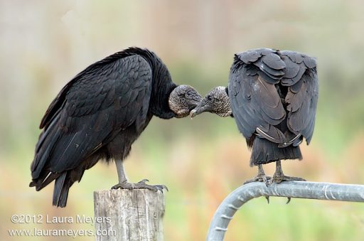 Black Vultures