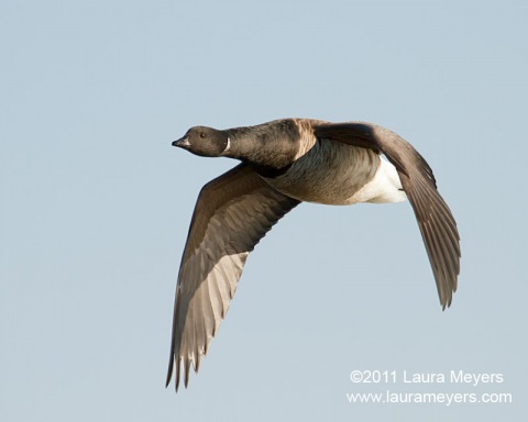 Brant in flight
